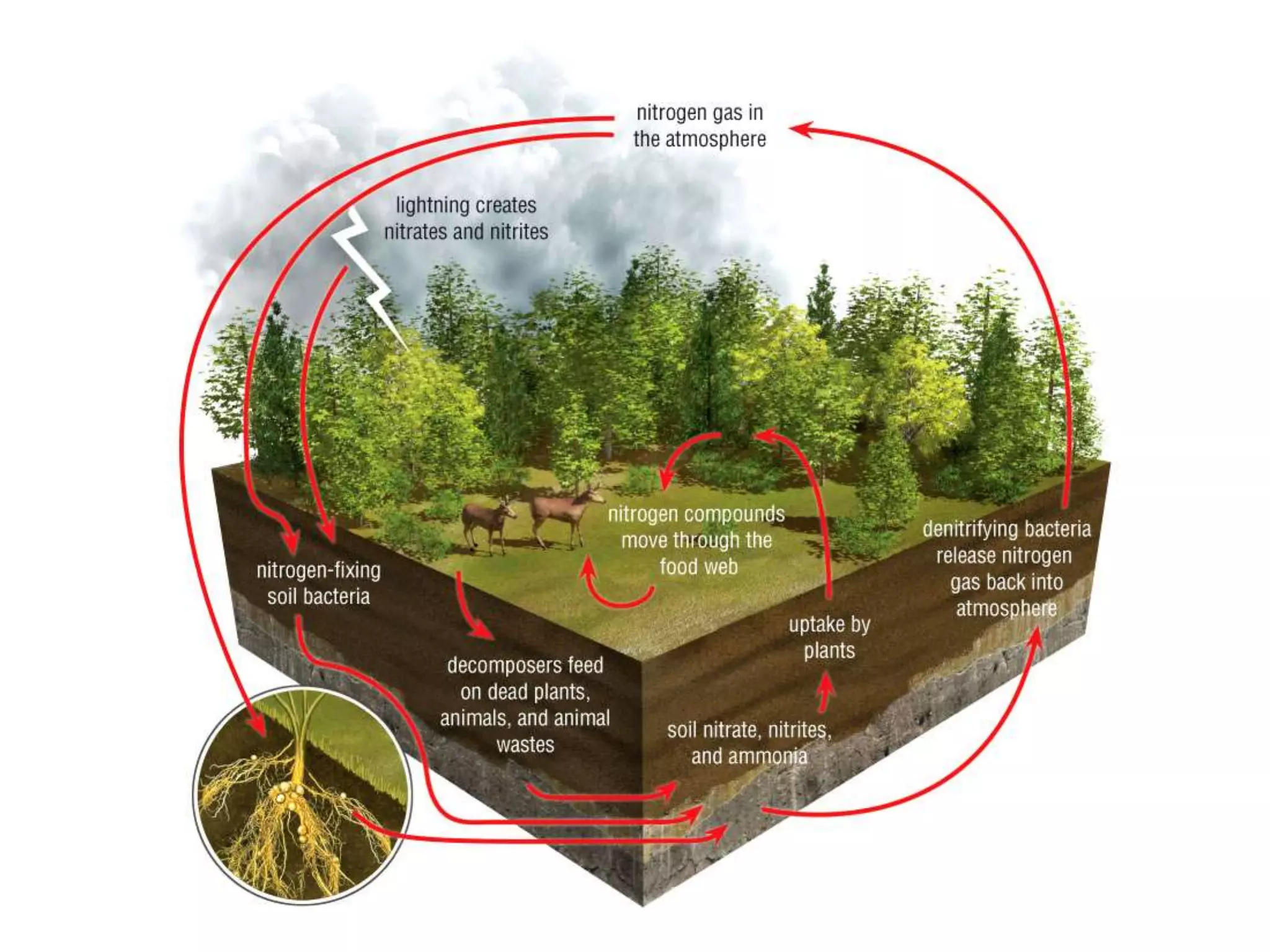 Ecology-INTRODUCTION.ppt