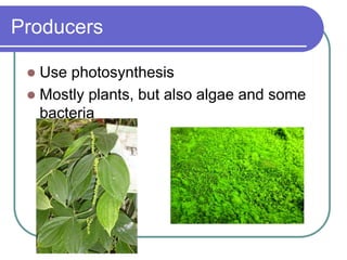 Producers
 Use photosynthesis
 Mostly plants, but also algae and some
bacteria
 