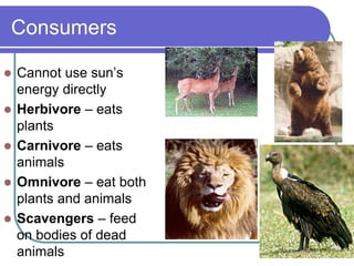 Consumers
 Cannot use sun’s
energy directly
 Herbivore – eats
plants
 Carnivore – eats
animals
 Omnivore – eat both
plants and animals
 Scavengers – feed
on bodies of dead
animals
 