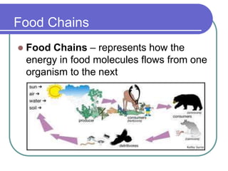 Food Chains
 Food Chains – represents how the
energy in food molecules flows from one
organism to the next
 