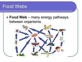 Food Webs
 Food Web – many energy pathways
between organisms
 