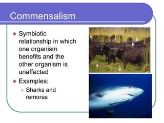 Commensalism
 Symbiotic
relationship in which
one organism
benefits and the
other organism is
unaffected
 Examples:
 Sharks and
remoras
 