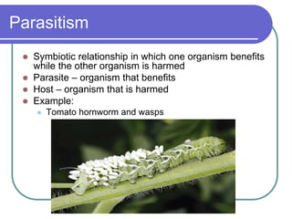 Parasitism
 Symbiotic relationship in which one organism benefits
while the other organism is harmed
 Parasite – organism that benefits
 Host – organism that is harmed
 Example:
 Tomato hornworm and wasps
 
