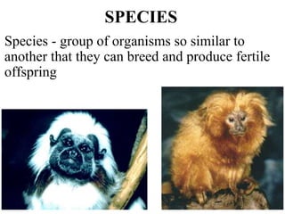 SPECIES
Species - group of organisms so similar to
another that they can breed and produce fertile
offspring
 