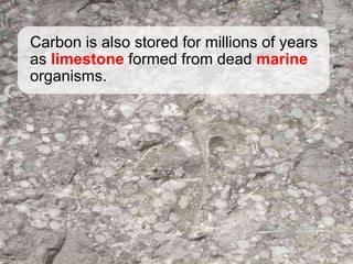 Carbon is also stored for millions of years
as limestone formed from dead marine
organisms.
 