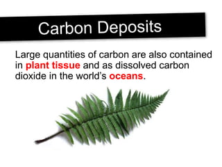 Large quantities of carbon are also contained
in plant tissue and as dissolved carbon
dioxide in the world’s oceans.
 