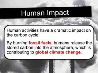Human activities have a dramatic impact on
the carbon cycle.
By burning fossil fuels, humans release the
stored carbon into the atmosphere, which is
contributing to global climate change.
 