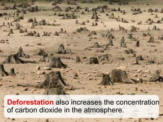 Deforestation also increases the concentration
of carbon dioxide in the atmosphere.
 