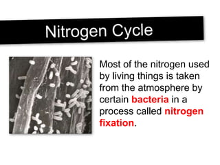 Most of the nitrogen used
by living things is taken
from the atmosphere by
certain bacteria in a
process called nitrogen
fixation.
 