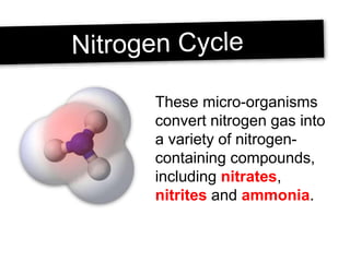 These micro-organisms
convert nitrogen gas into
a variety of nitrogen-
containing compounds,
including nitrates,
nitrites and ammonia.
 