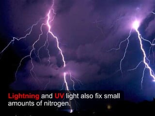Lightning and UV light also fix small
amounts of nitrogen.
 