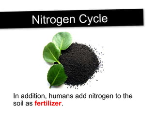 In addition, humans add nitrogen to the
soil as fertilizer.
 