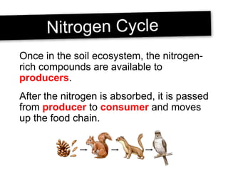 Once in the soil ecosystem, the nitrogen-
rich compounds are available to
producers.
After the nitrogen is absorbed, it is passed
from producer to consumer and moves
up the food chain.
 