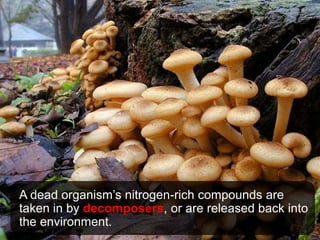 A dead organism’s nitrogen-rich compounds are
taken in by decomposers, or are released back into
the environment.
 