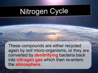 These compounds are either recycled
again by soil micro-organisms, or they are
converted by denitrifying bacteria back
into nitrogen gas which then re-enters
the atmosphere.
 