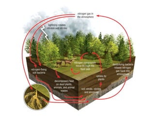 Ecology-INTRODUCTION.ppt