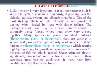 LIGHT INTENSITY
• Light intensity is very important in plant morphogenesis. It is
subject to cyclic fluctuations in intensity, depending upon the
altitude, latitude, season, and climatic conditions. One of the
most striking effects of light intensity is poor growth of
grasses when shaded by trees with dense foliage. The
undergrowth of flora may be almost entirely absent in
extremely dense forests, where trees grow very closely
together. Many species of plants are shade tolerant
(Heliophobous plants or Sciophytes), they are capable to
survive and grow in low light intensity, while others are shade
intolerant (photophilous plants or heliophytes) which require
high light intensity for growth and survival. In certain cases 50
per cent of full sunlight is needed. Shade tolerance plays a
significantly important role in forest plants where their
seedlings must become established in very poor light
conditions on the floor of the forest
 