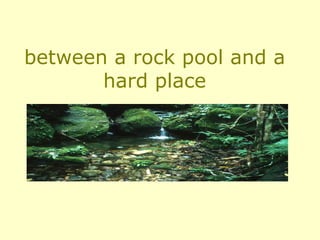 between a rock pool and a hard place 