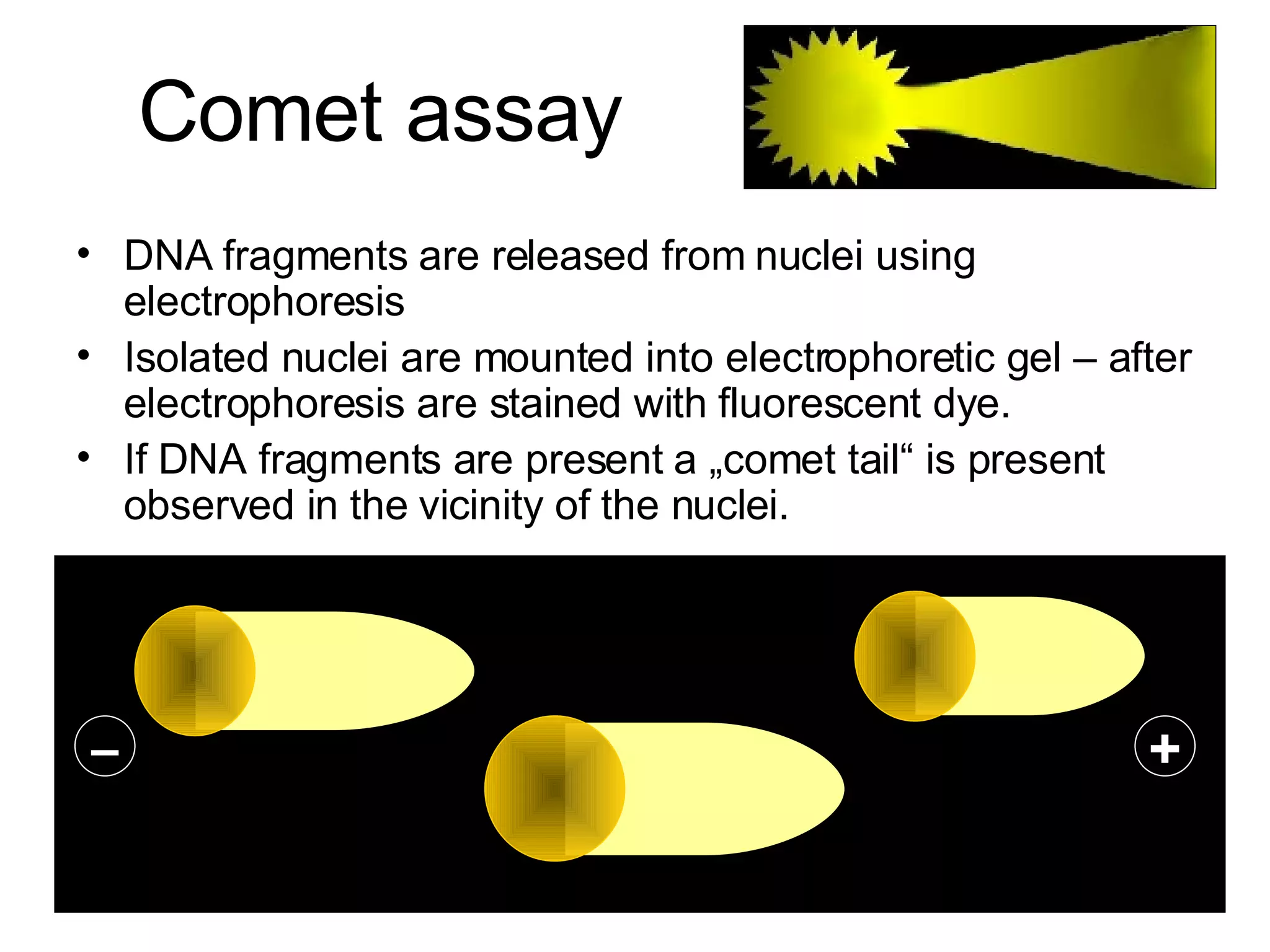 Comet assay DNA fragments are released from nuclei using electrophoresis Isolated nuclei are mounted into electrophoretic gel – after electrophoresis are stained with fluorescent dye.  If DNA fragments are present a „comet tail“ is present observed in the vicinity of the nuclei. – + 