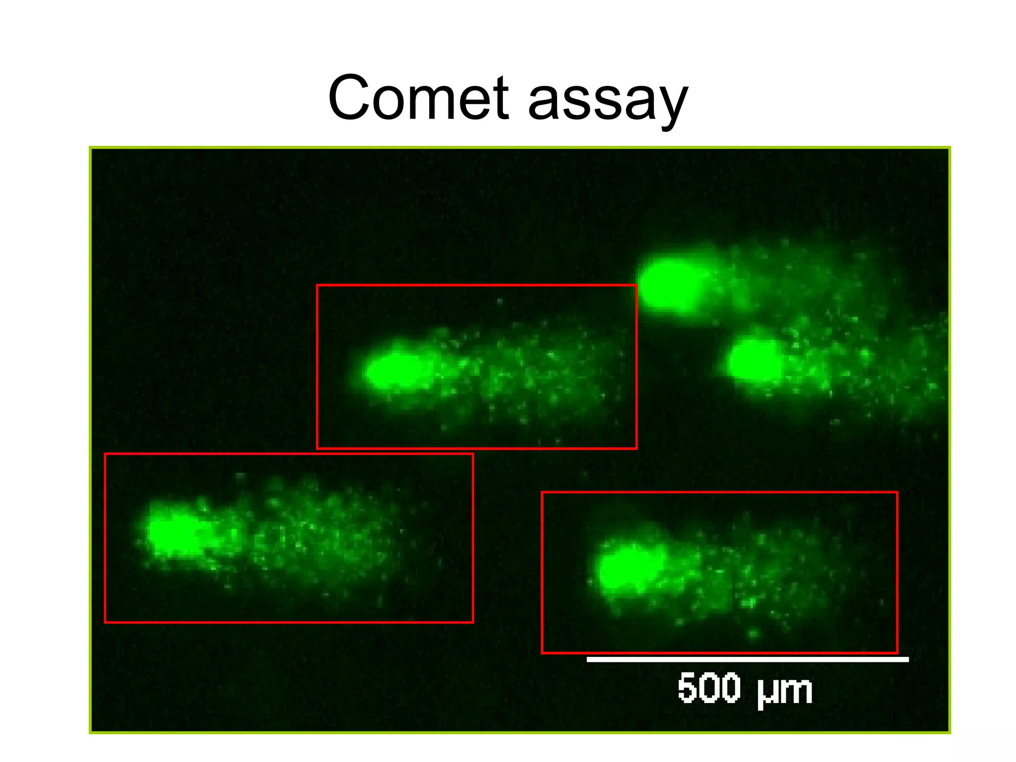 Comet assay 