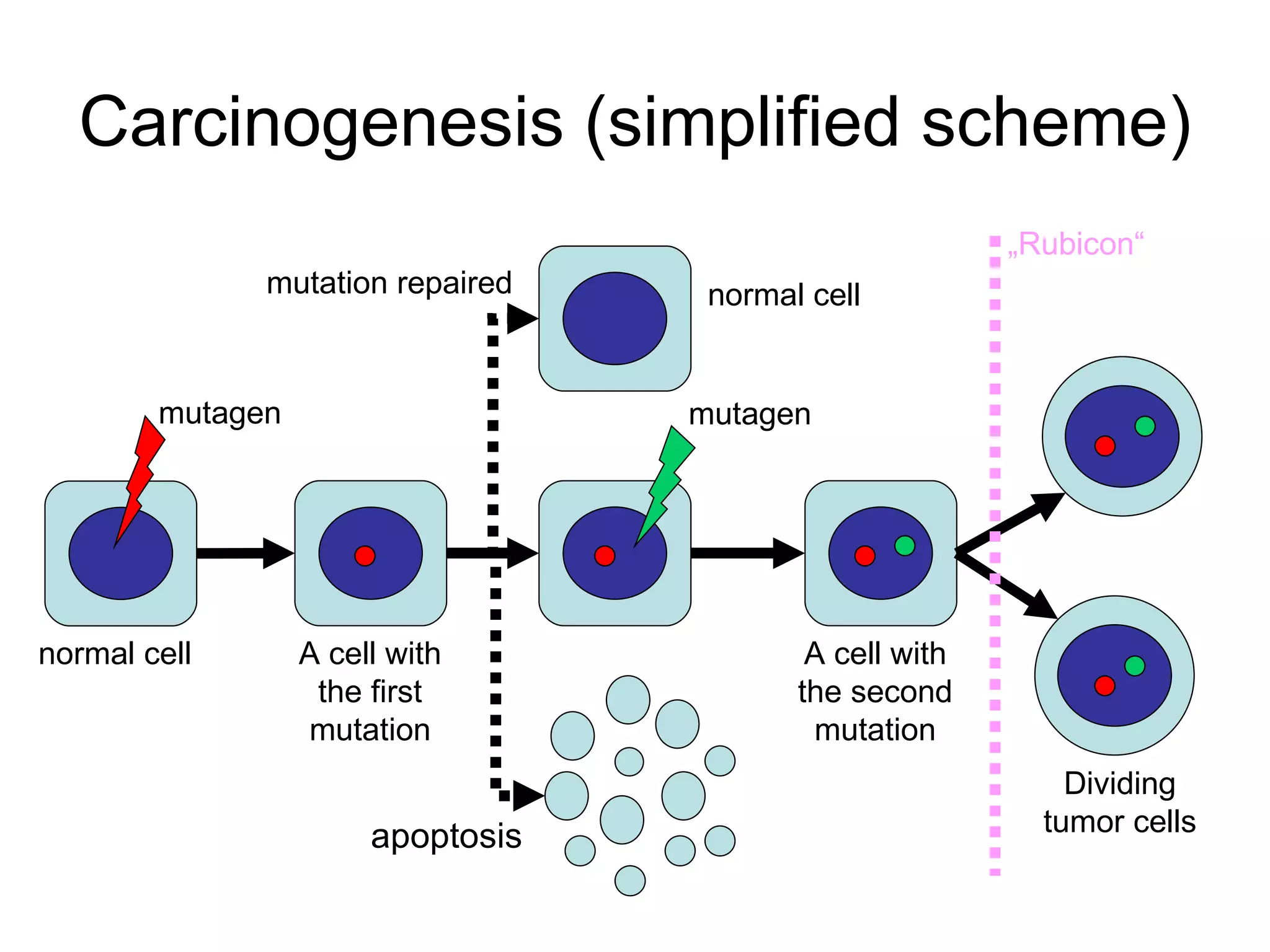Carcinogenesis (simplified scheme) mutagen mutagen apoptosis mutation repaired A cell with the first mutation A cell with the second mutation Dividing tumor cells normal cell normal cell „ Rubicon“ 