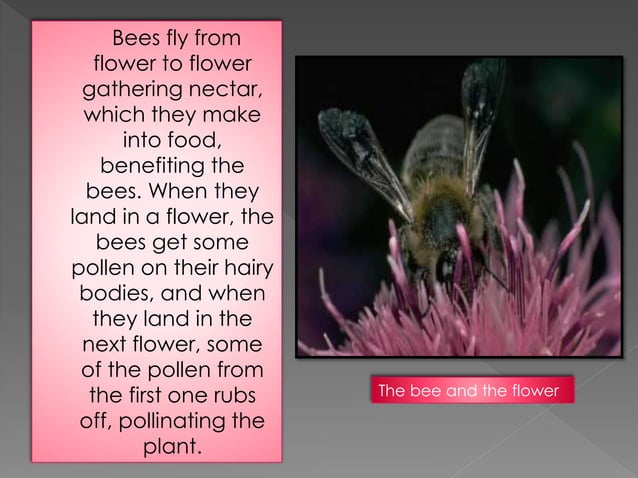 Mutualism and Neutralism | PPTX