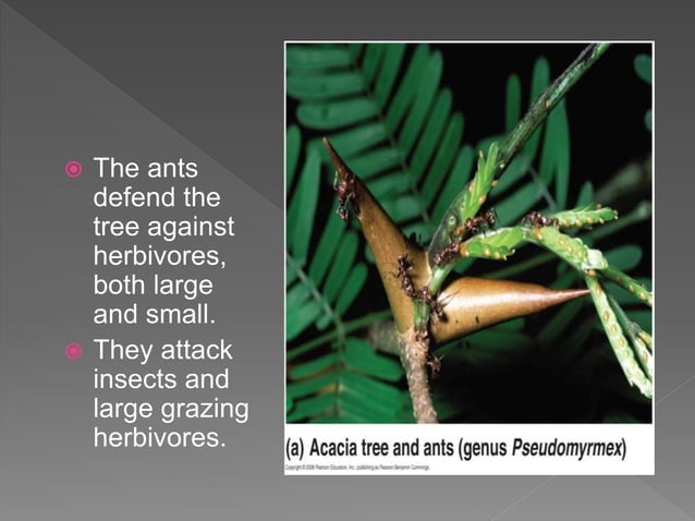 Mutualism and Neutralism | PPTX