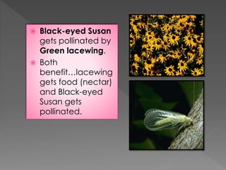  Black-eyed Susan
gets pollinated by
Green lacewing.
 Both
benefit…lacewing
gets food (nectar)
and Black-eyed
Susan gets...