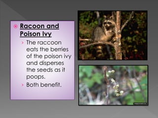  Racoon and
Poison Ivy
› The raccoon
eats the berries
of the poison ivy
and disperses
the seeds as it
poops.
› Both benef...