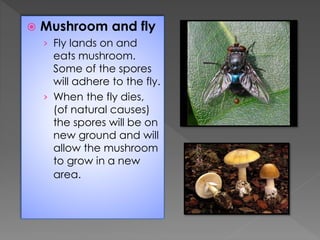  Mushroom and fly
› Fly lands on and
eats mushroom.
Some of the spores
will adhere to the fly.
› When the fly dies,
(of n...