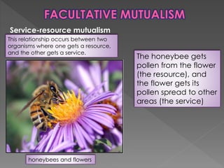 Service-resource mutualism
This relationship occurs between two
organisms where one gets a resource,
and the other gets a ...
