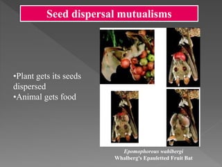 Virola surinamensis
(Wild nutmeg)
ramphastos swainsonii
(Toucan)
Seed dispersal mutualisms
 