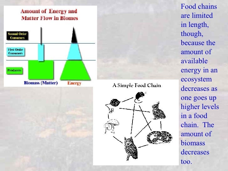 They Can Produce Their Own Food Because They Have Chlorophyll They Can Produce Their Own Food Because They Have Chlorophyll