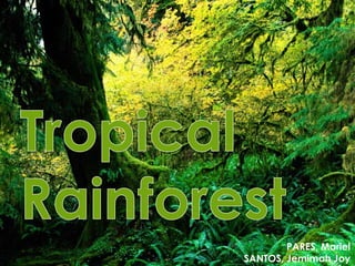 Ecology - Tropical Rainforests | PPT