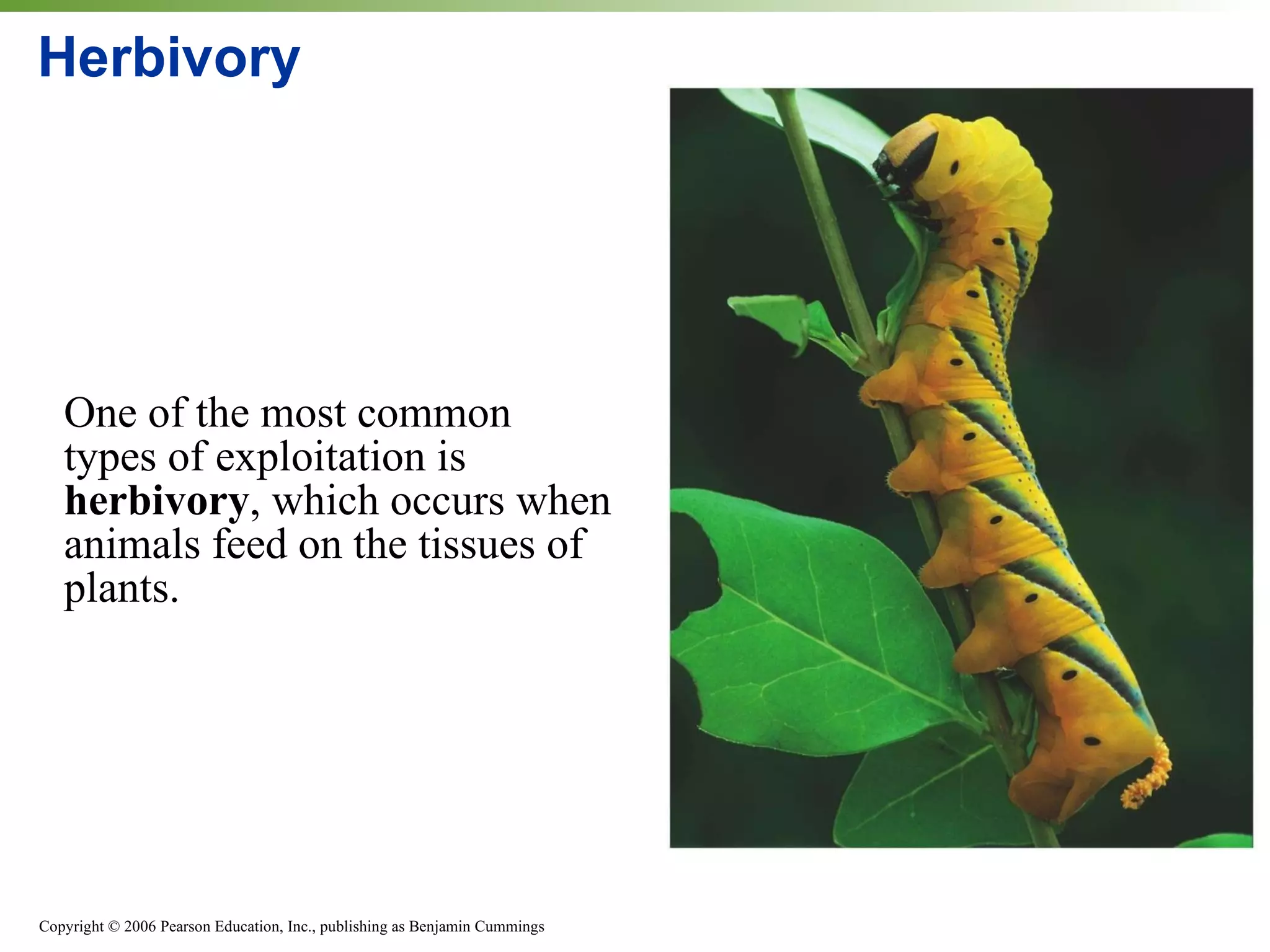 Herbivory One of the most common types of exploitation is  herbivory , which occurs when animals feed on the tissues of plants. 