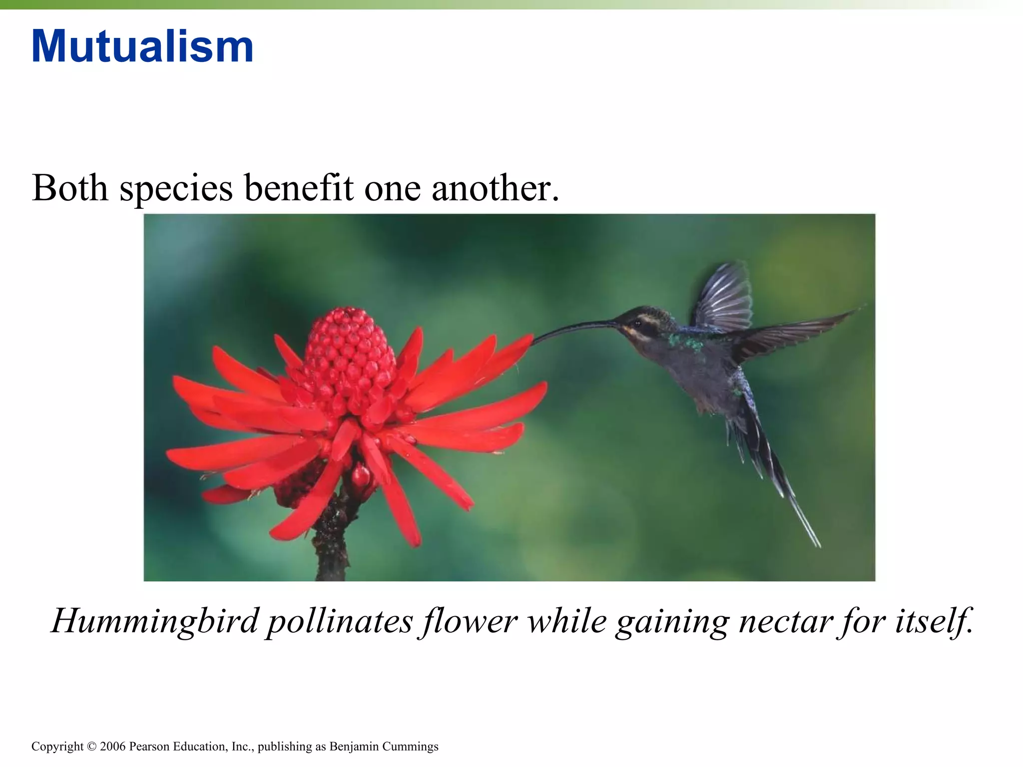 Mutualism Both species benefit one another. Hummingbird pollinates flower while gaining nectar for itself. 