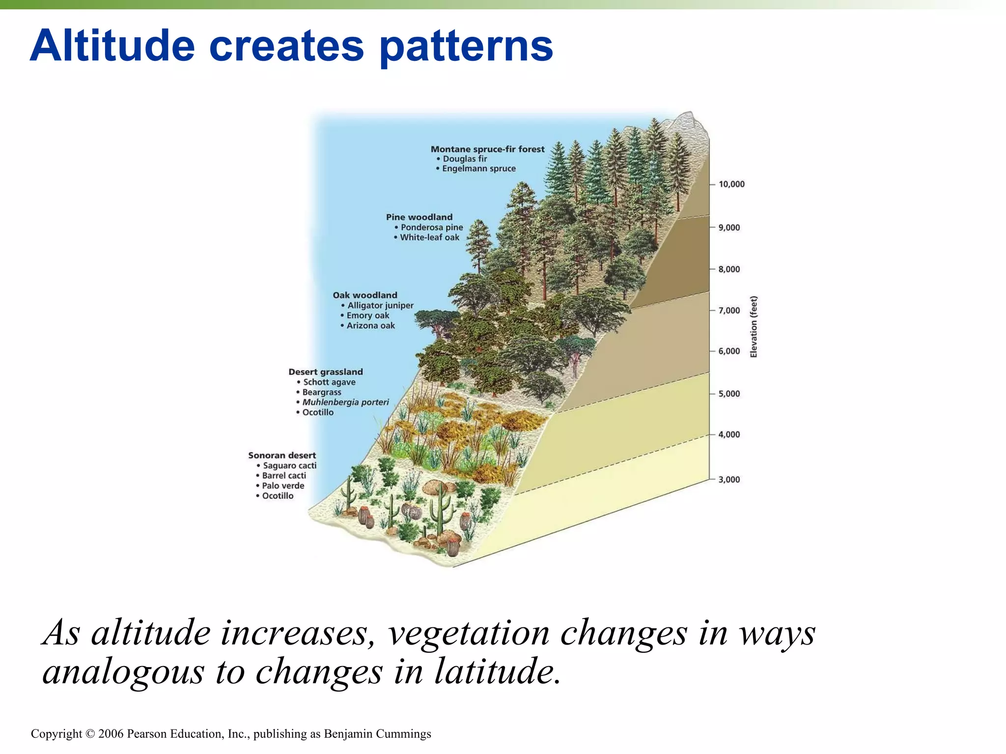 Altitude creates patterns As altitude increases, vegetation changes in ways analogous to changes in latitude. 