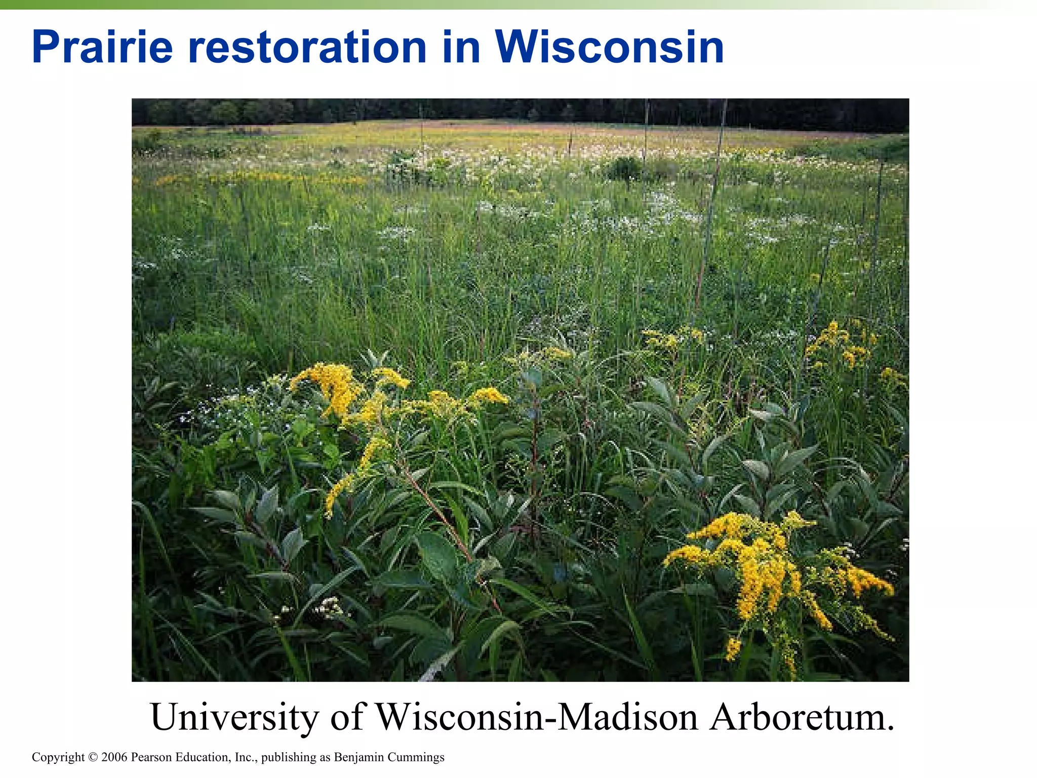 Prairie restoration in Wisconsin University of Wisconsin-Madison Arboretum.  
