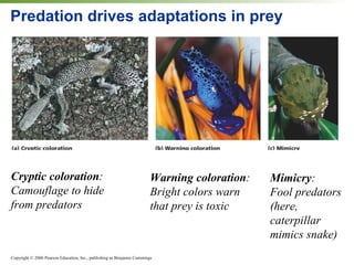 Predation drives adaptations in prey Cryptic coloration : Camouflage to hide from predators Warning coloration : Bright colors warn that prey is toxic Mimicry : Fool predators (here, caterpillar mimics snake) 