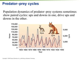 Predator – prey cycles Population dynamics of predator – prey systems sometimes show paired cycles: ups and downs in one, drive ups and downs in the other. 