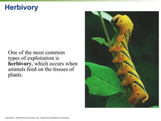 Herbivory One of the most common types of exploitation is  herbivory , which occurs when animals feed on the tissues of plants. 