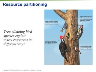 Resource partitioning Tree-climbing bird species exploit insect resources in different ways. 