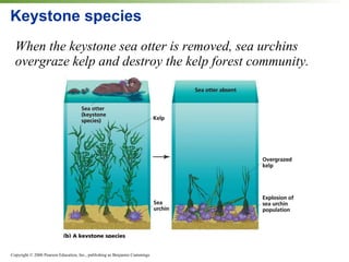 Keystone species When the keystone sea otter is removed, sea urchins overgraze kelp and destroy the kelp forest community. 