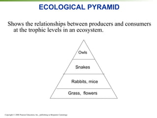 ECOLOGICAL PYRAMID Shows the relationships between producers and consumers at the trophic levels in an ecosystem. Grass,  flowers Rabbits, mice Snakes Owls 