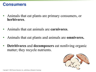 Consumers Animals that eat plants are primary consumers, or  herbivores . Animals that eat animals are  carnivores . Animals that eat plants and animals are  omnivores. Detritivores  and  decomposers  eat nonliving organic matter; they recycle nutrients. 