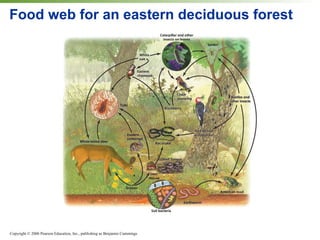 Food web for an eastern deciduous forest 