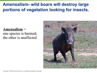 Amensalism- wild boars will destroy large portions of vegetation looking for insects.  Amensalism  =  one species is harmed;  the other is unaffected 