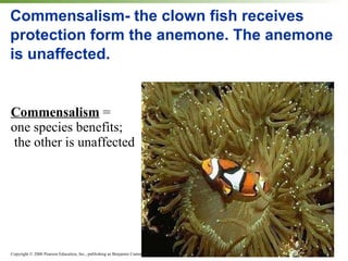 Commensalism- the clown fish receives protection form the anemone. The anemone is unaffected. Commensalism  =  one species benefits; the other is unaffected 