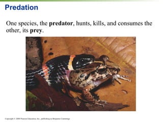 Predation One species, the  predator , hunts, kills, and consumes the other, its  prey . 