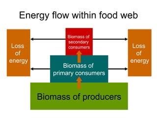Energy flow within food web Biomass of producers Biomass of  primary consumers Loss  of  energy Loss  of  energy Biomass of  secondary  consumers 